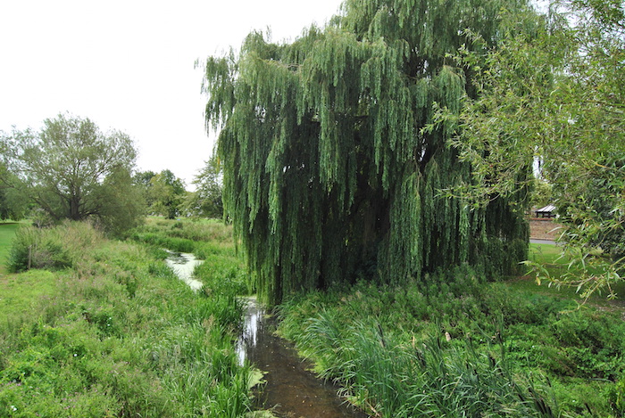 Picture of a stream running by a willow tree in Alconbury