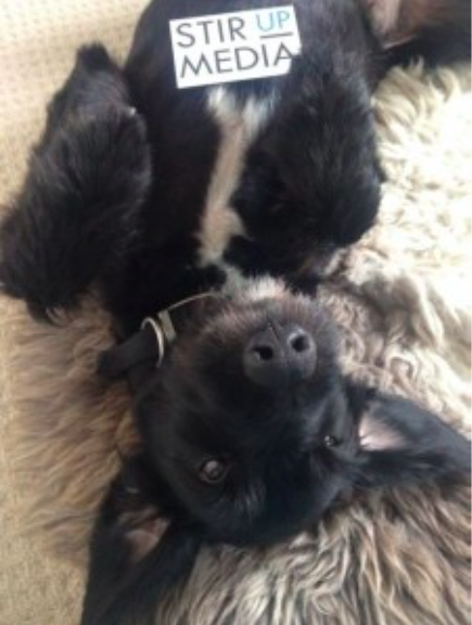 Dog lying back with business card in paw