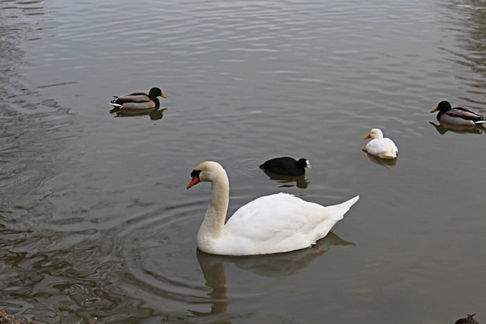 Swans and ducks at Hartford Marina