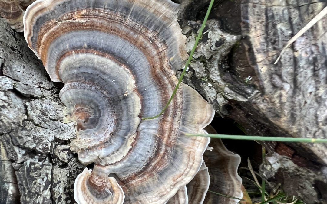 Tenant Advice for Seasonal Garden Maintenance